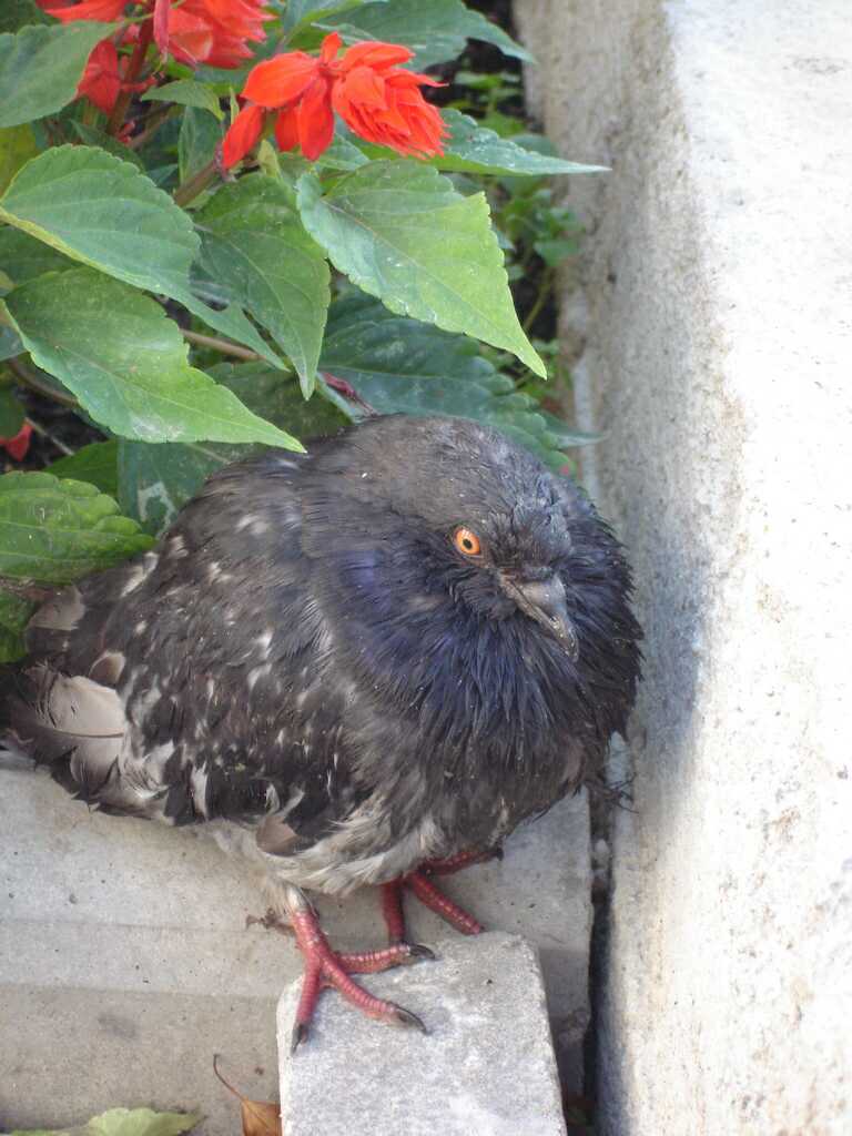 Bird 1: Alive, barely