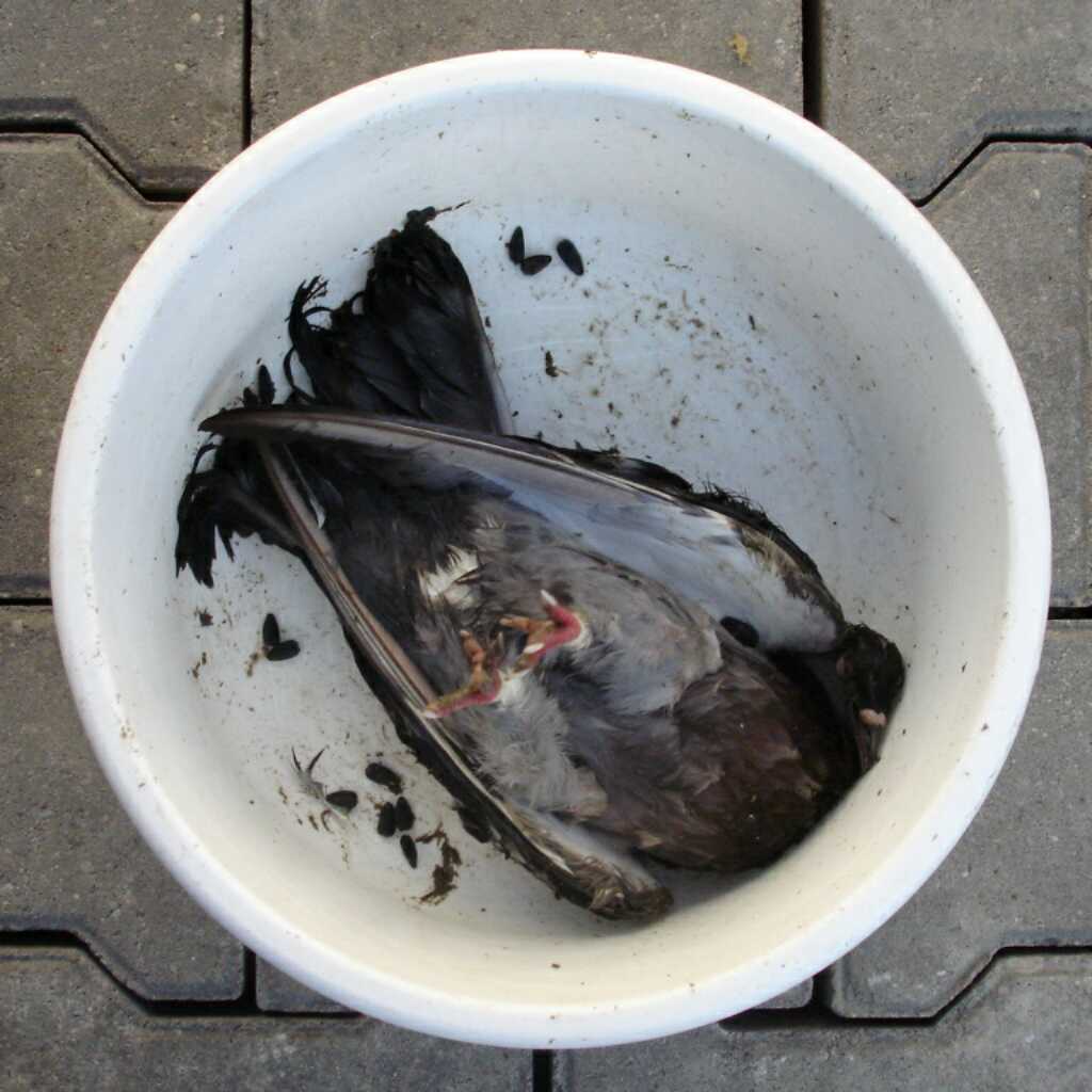 Bird 2: Dead, quite