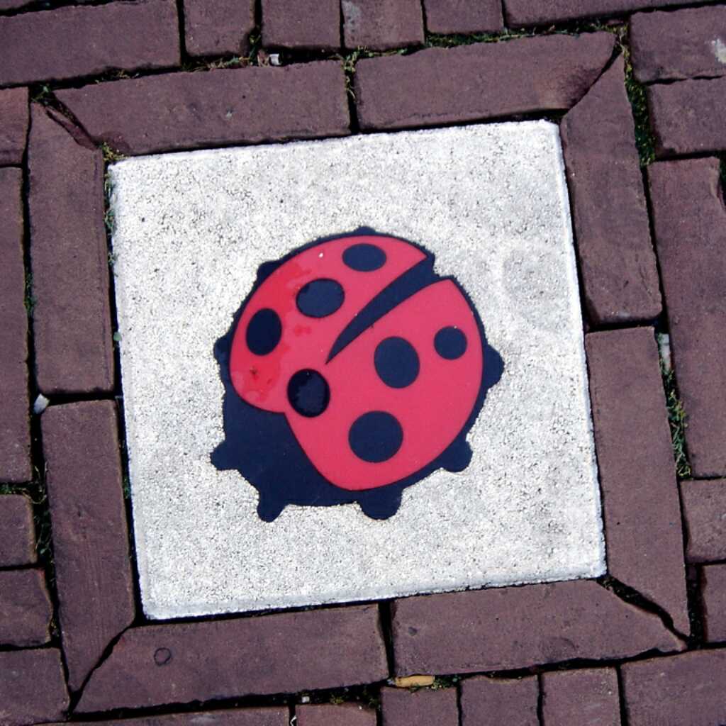 Ladybug