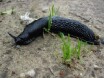 Black slug
