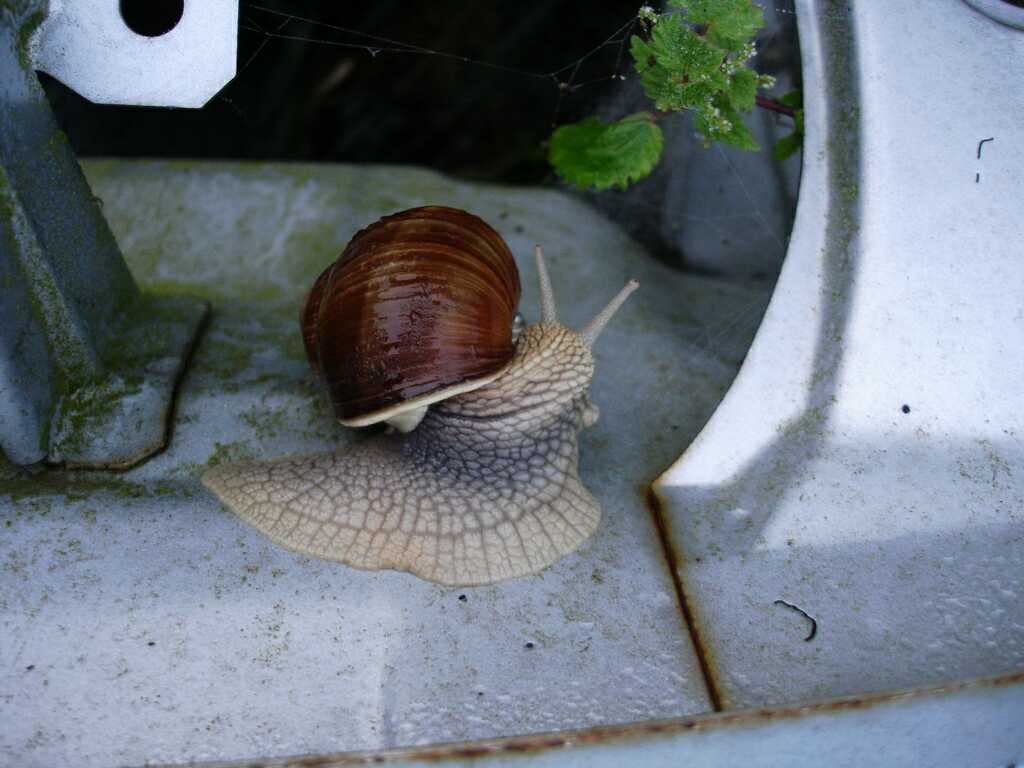Big snail
