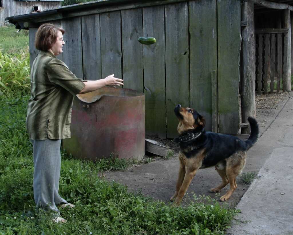Wild cucumber eating dog