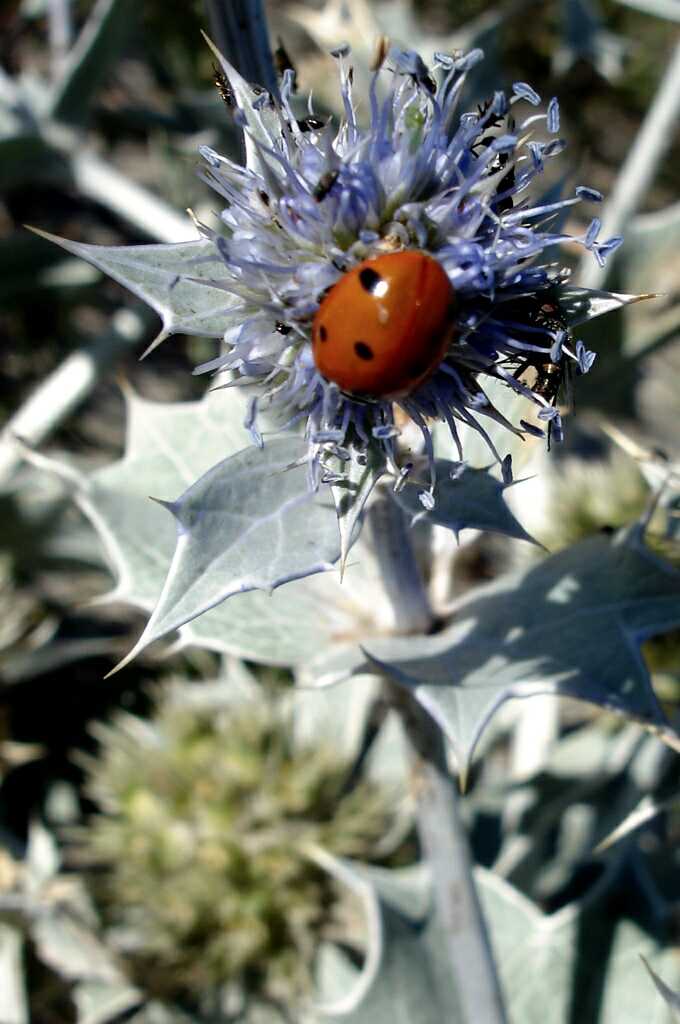 Ladybug 'n a thistle