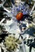 Ladybug 'n a thistle