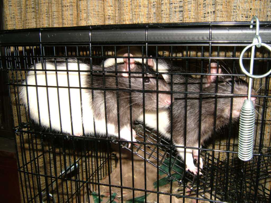 Some rats